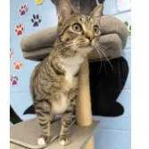 A young small-sized female Domestic Short Hair cat named Delilah for adoption in Tallahassee, FL