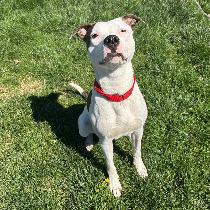 A young medium-sized male White / Cream Pit Bull Terrier dog named Oliver for adoption in Waynesboro, PA