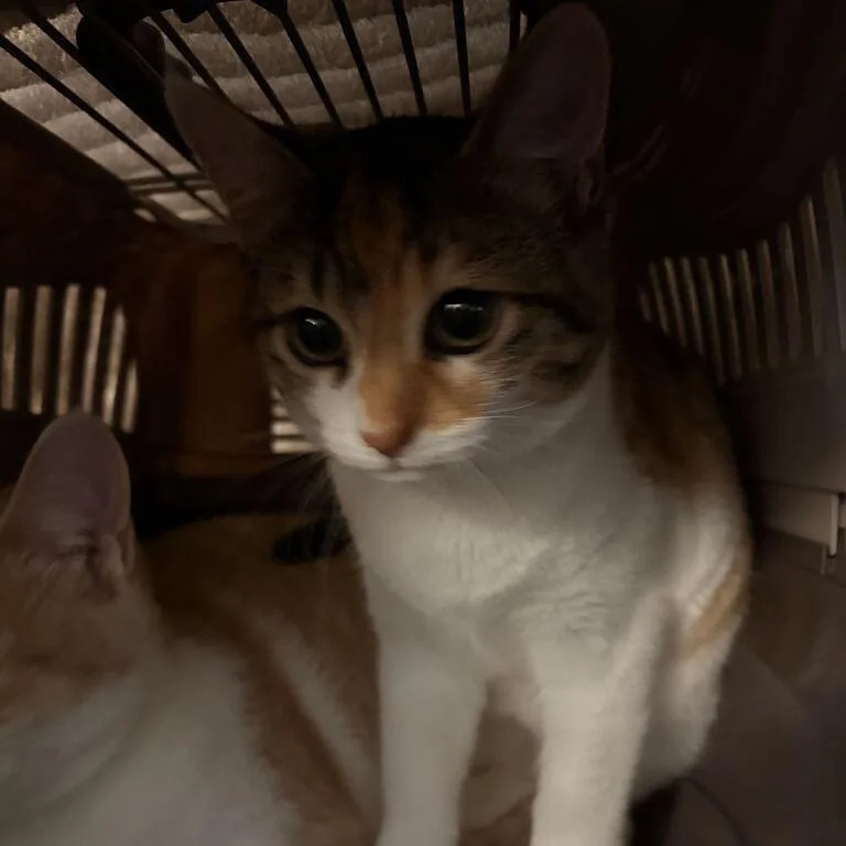 A baby medium-sized female Torbie Domestic Short Hair cat named Cindy for adoption in Davenport, IA