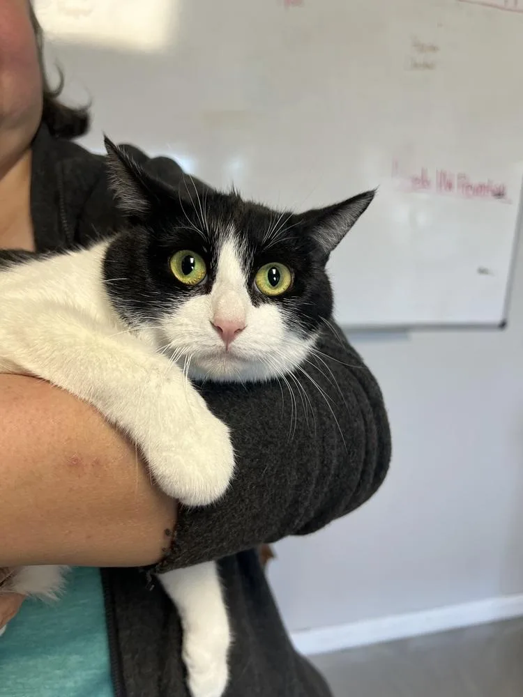 An adult medium-sized female Domestic Short Hair cat named Prego for adoption in Bolivar, MO