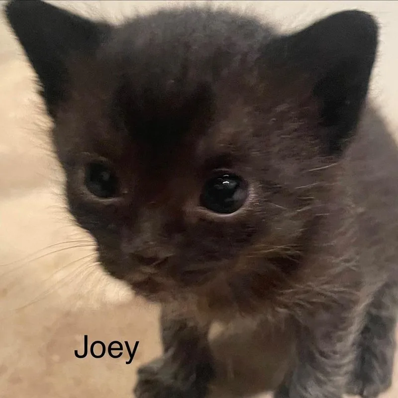 A baby small-sized male Black Domestic Short Hair cat named Joey for adoption in Greensboro, GA