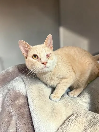 A baby small-sized male Domestic Short Hair cat named Pigeon for adoption in Cumberland, MD