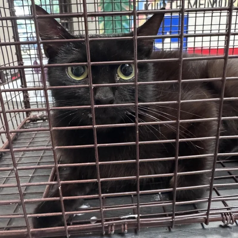 An adult medium-sized female Black Domestic Short Hair cat named Aries for adoption in Austin, TX