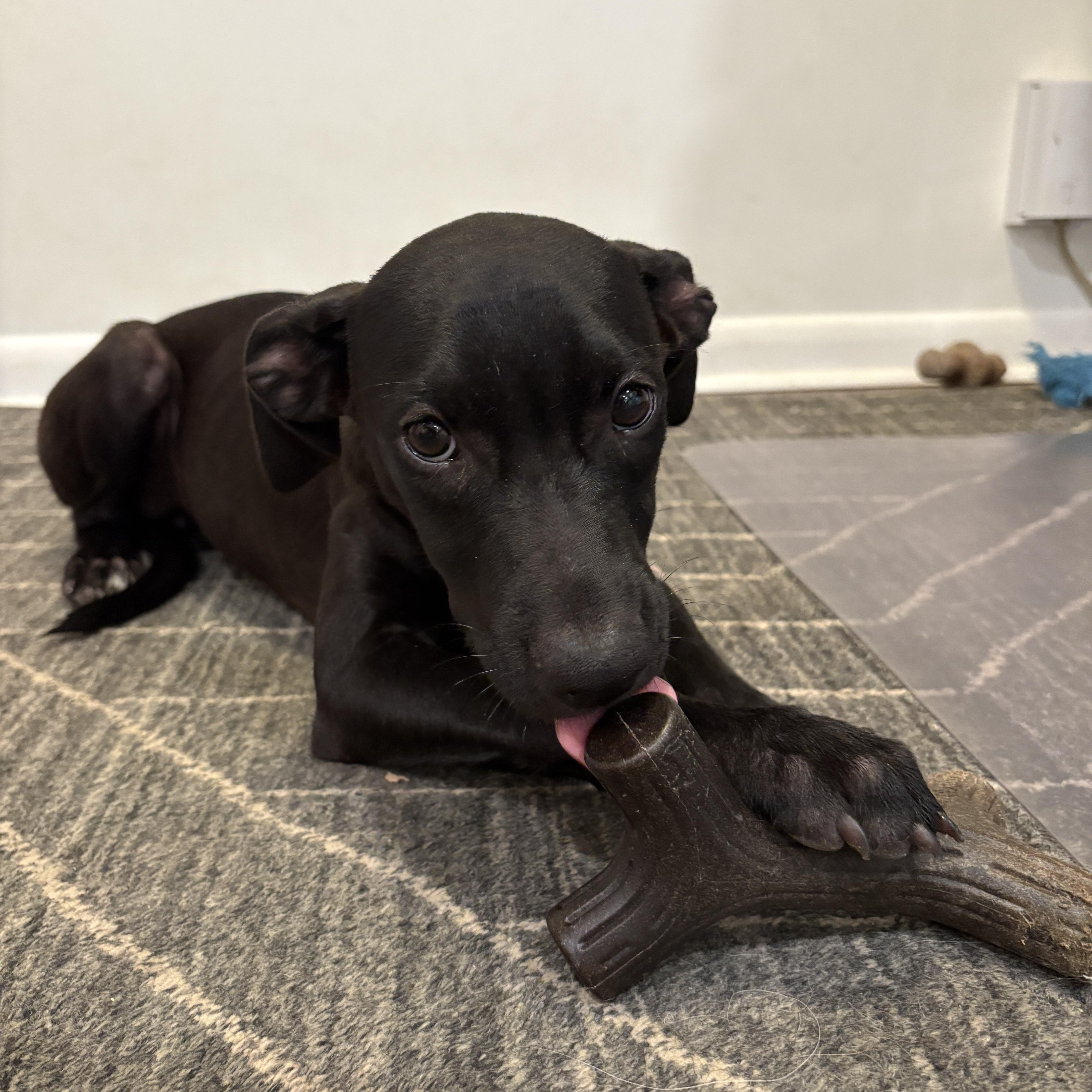 A baby medium-sized female Black Labrador Retriever dog named Mimi for adoption in Park Forest, IL