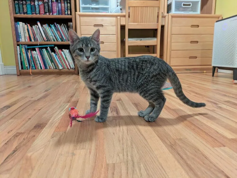 A baby small-sized female Domestic Short Hair cat named Fiddle for adoption in Aurora, CO