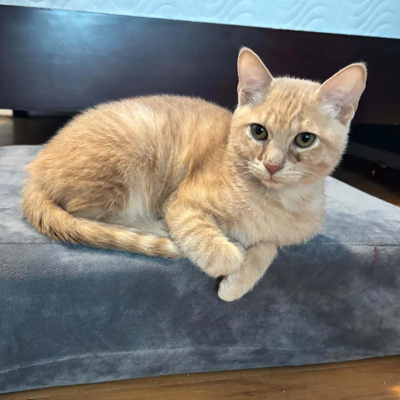 A baby small-sized male Buff / Tan / Fawn Domestic Short Hair cat named Pancake for adoption in Antioch, CA