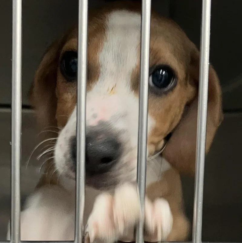 A baby medium-sized male White / Cream Beagle dog named Gizmo for adoption in Parma, OH
