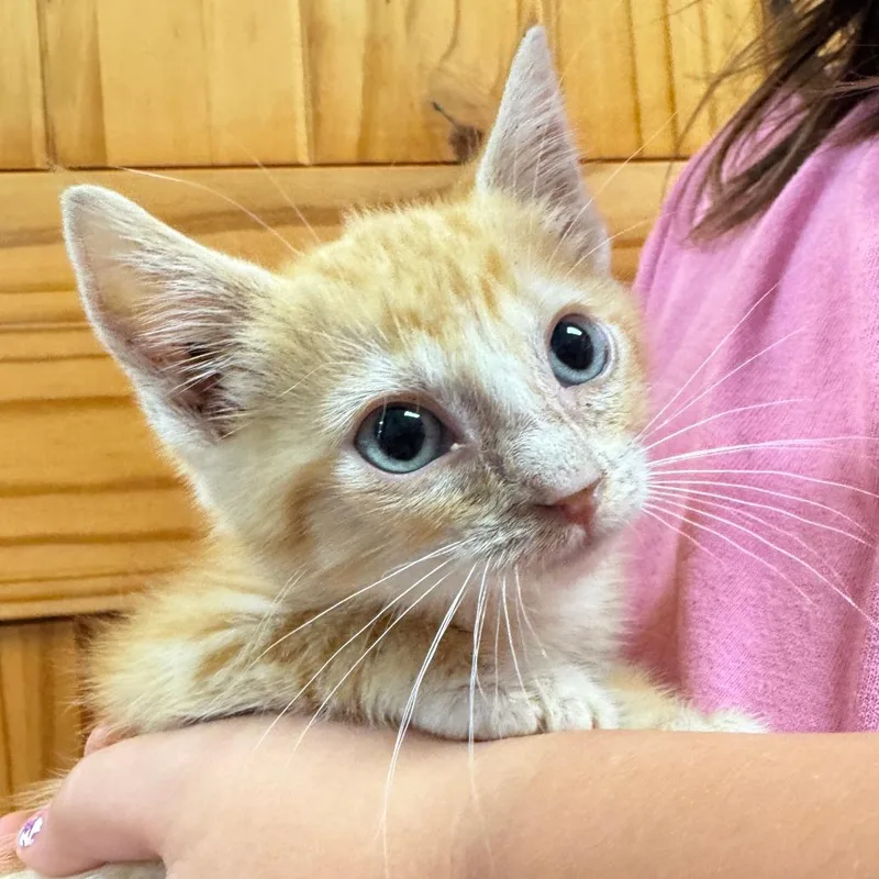 A baby small-sized male Orange / Red Domestic Short Hair cat named Echo for adoption in Waco, TX