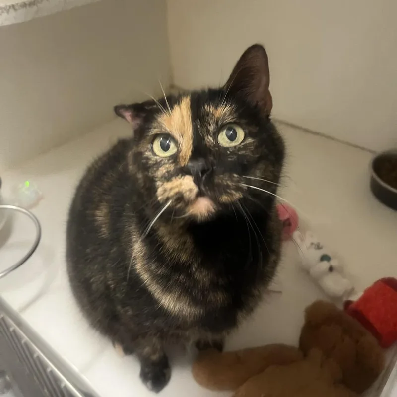 An adult medium-sized female Black Domestic Short Hair cat named Star for adoption in Hinsdale, IL
