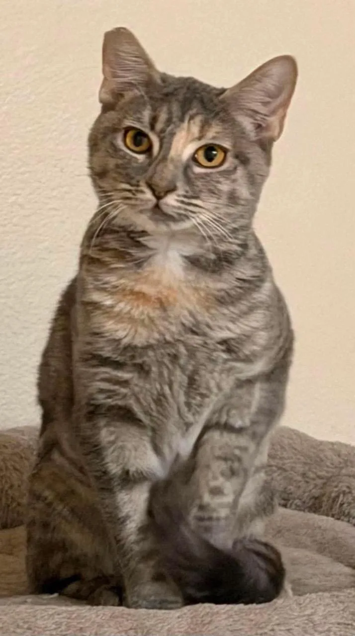 A baby medium-sized female Gray & White Domestic Short Hair cat named Churro for adoption in Las Vegas, NV