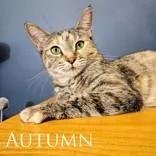 A baby medium-sized female Cream Point Domestic Short Hair cat named Autumn for adoption in Dodgeville, WI