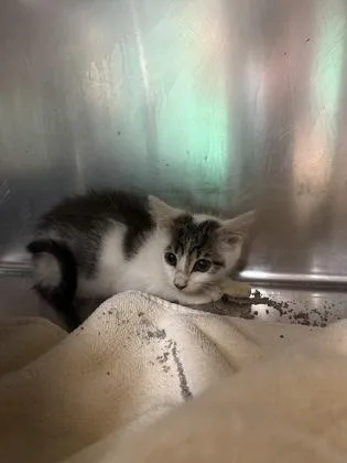 A baby small-sized male Domestic Short Hair cat named Deputy for adoption in Paducah, KY