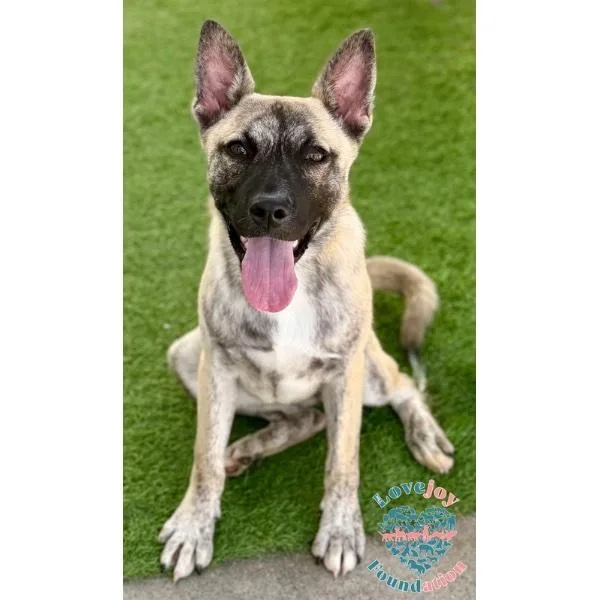 A baby small-sized female Brindle Dutch Shepherd dog named Mara for adoption in Inglewood, CA