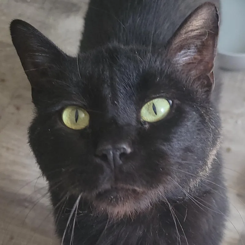 An adult small-sized male Black Domestic Short Hair cat named Terrance for adoption in Rochester, MN
