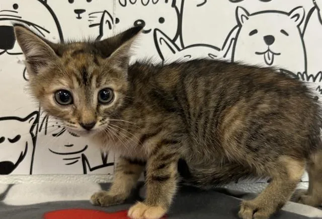 A baby small-sized female Domestic Short Hair cat named Pita for adoption in Los Angeles, CA