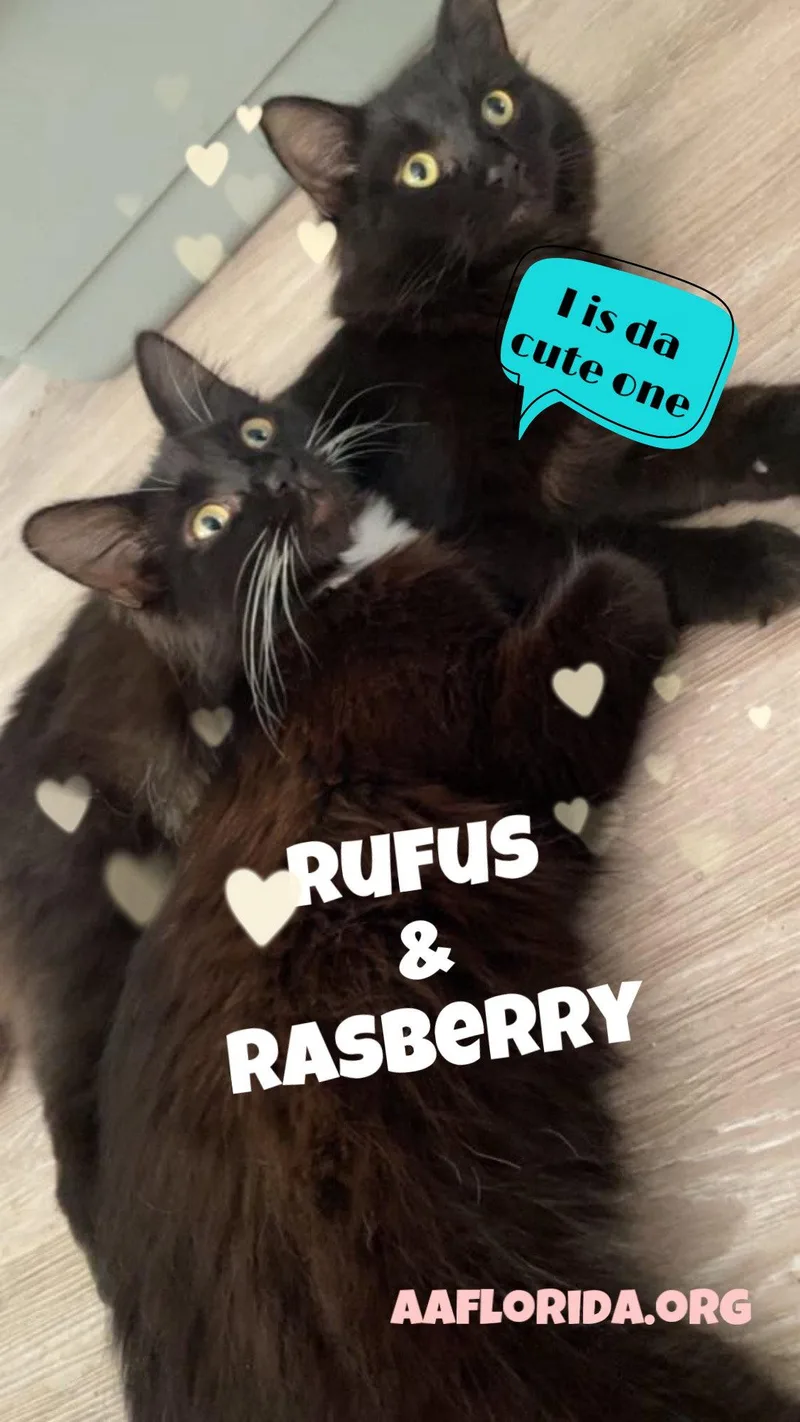 A young medium-sized male Black Domestic Short Hair cat named Rufus for adoption in Pensacola, FL