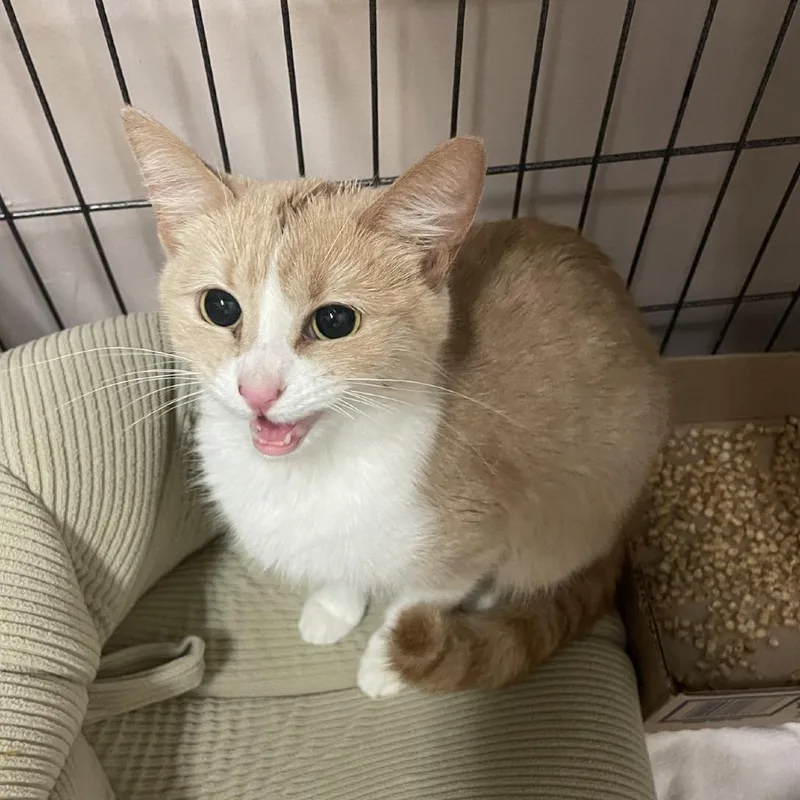 A young medium-sized female Orange / Red Domestic Short Hair cat named Yak for adoption in Branson, MO