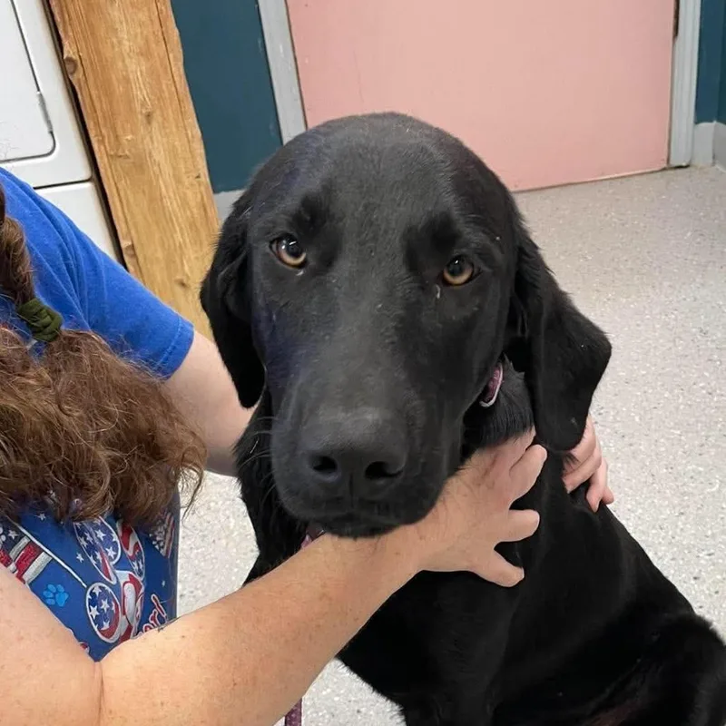 A young large-sized male Black Mixed Breed dog named Grimm for adoption in Huntsville, AR
