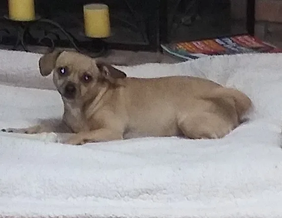 An adult small-sized female Apricot / Beige Chihuahua dog named Bella for adoption in Anton, TX