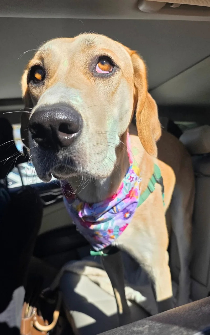 A young large-sized female Great Dane dog named Bubbles for adoption in Chatham, NJ