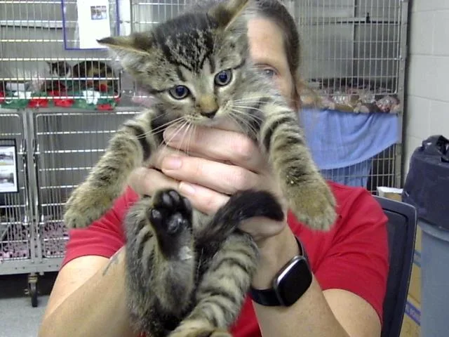 A baby small-sized female Domestic Short Hair cat named A for adoption in Pasadena, TX