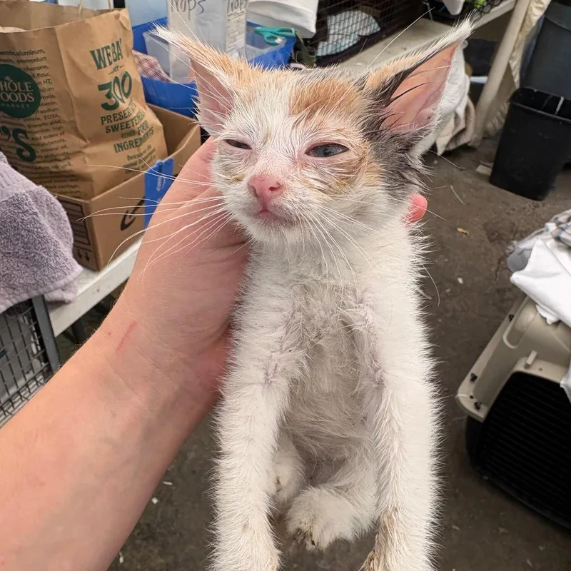 A baby large-sized female Calico Domestic Medium Hair cat named Bell for adoption in Pacific Palisades, CA