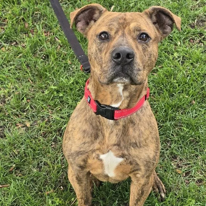 An adult medium-sized male Brindle American Bully dog named Boston for adoption in Waterloo, IA