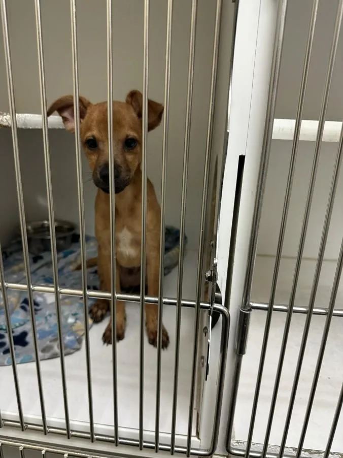 A baby small-sized male Chihuahua dog named Roo for adoption in Texas City, TX