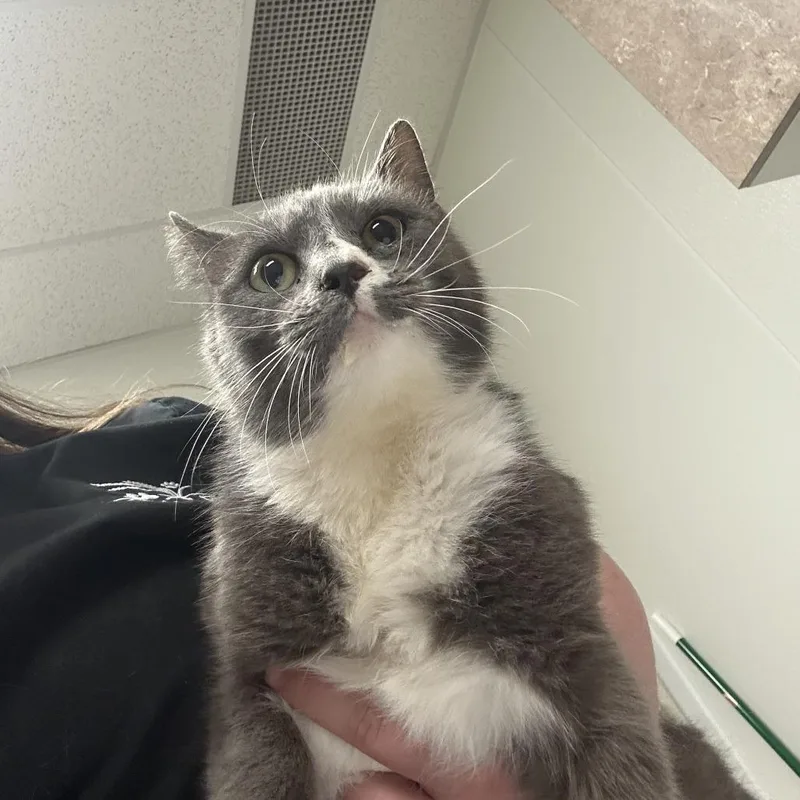An adult medium-sized female Gray / Blue / Silver Domestic Short Hair cat named Macchiato for adoption in Ottawa, KS