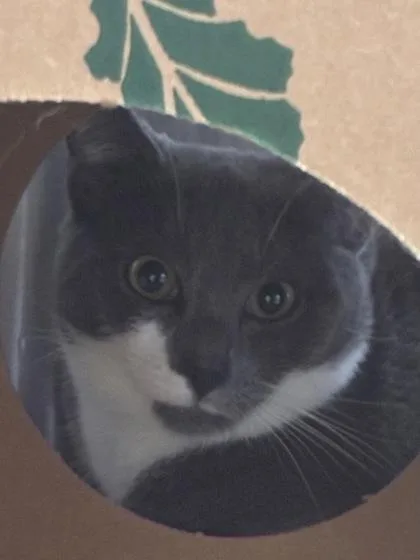 Bleu