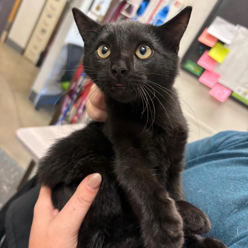 A baby small-sized male Black Domestic Medium Hair cat named Fractious Craig for adoption in Columbiana, AL