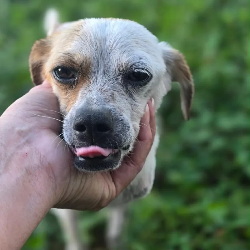 An adult small-sized male White / Cream Mixed Breed dog named Bart for adoption in Englewood, FL