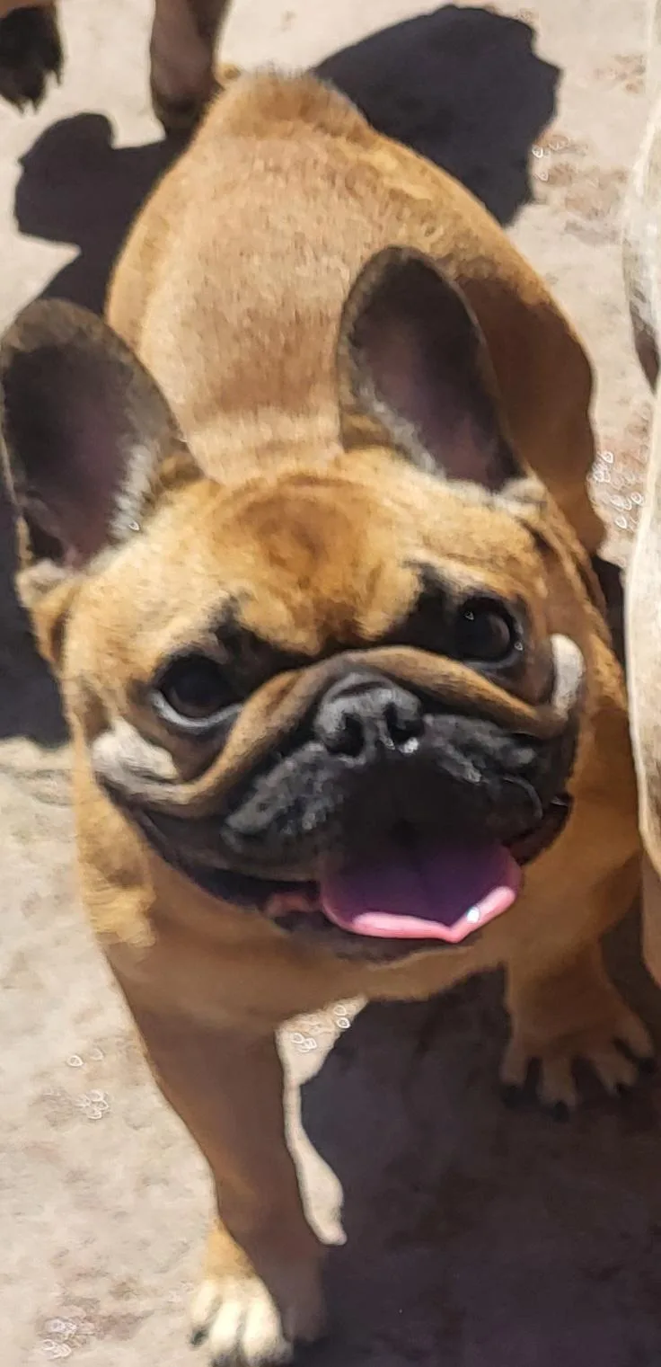 An adult small-sized female French Bulldog dog named Fruita for adoption in modesto, CA
