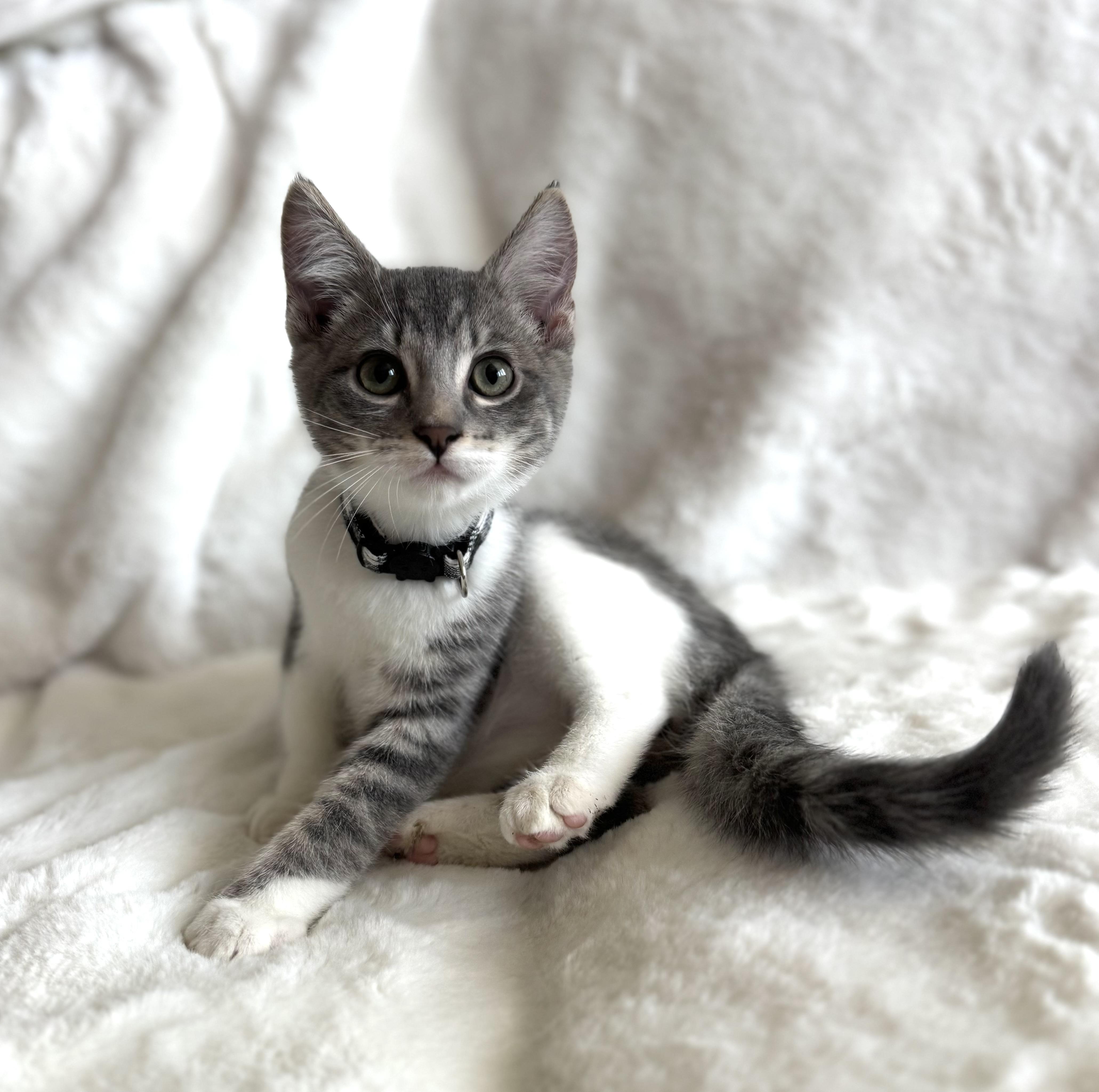 A baby medium-sized male Tabby (Gray / Blue / Silver) Domestic Short Hair cat named Key Lime Pie for adoption in Davis, CA