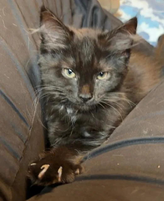 A baby medium-sized female Domestic Medium Hair cat named Miss Floofy Pants for adoption in Chambersburg, PA