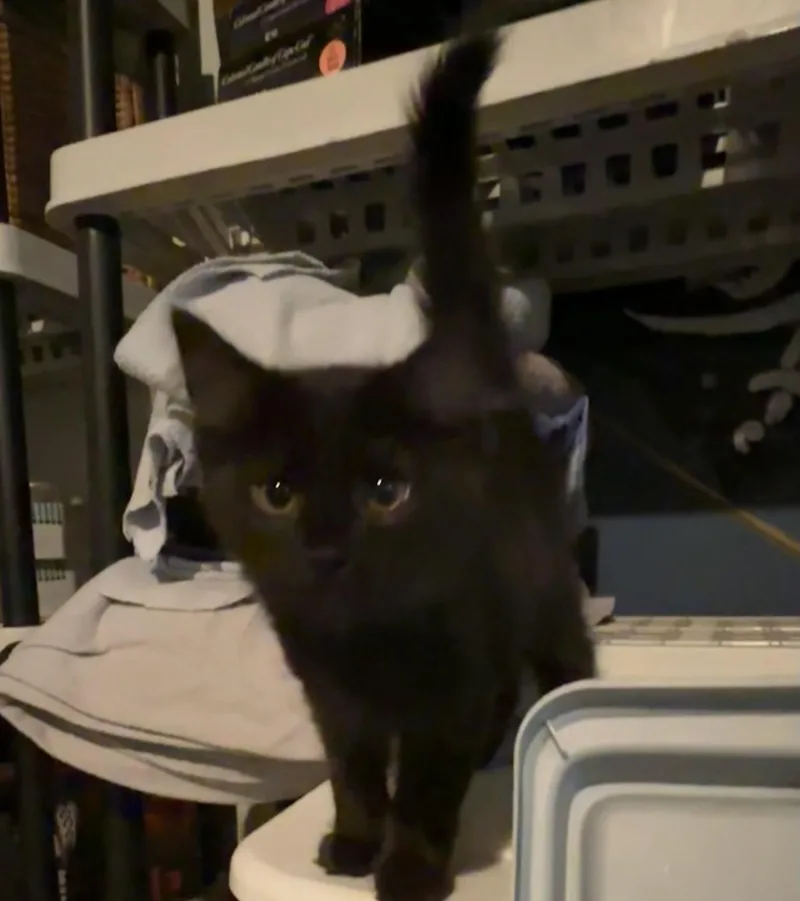 Miss Floofy Pants thumbnail 2