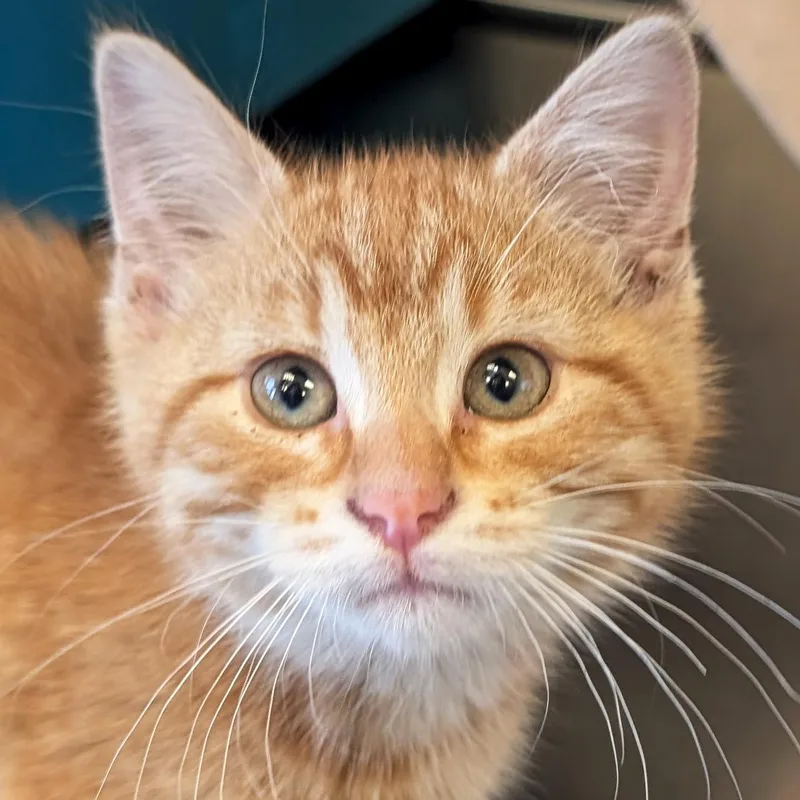 A baby medium-sized male Tabby (Orange / Red) Domestic Short Hair cat named Chip  Reduced Fee for adoption in Jefferson, WI