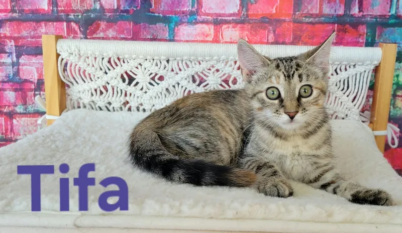A baby small-sized female Tabby (Brown / Chocolate) Tabby cat named Tifa for adoption in Greensburg, PA