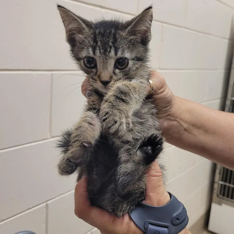 A baby small-sized female Brown / Chocolate Domestic Short Hair cat named Scfl for adoption in Lake Panasoffkee, FL