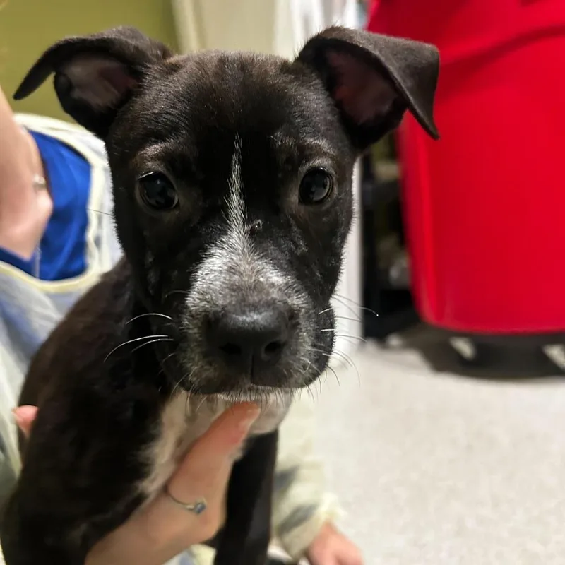 A baby small-sized female Black Mixed Breed dog named Diamond for adoption in Englewood, FL