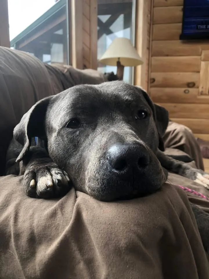 An adult large-sized male Gray / Blue / Silver Pit Bull Terrier dog named Ash for adoption in Milwaukee, WI