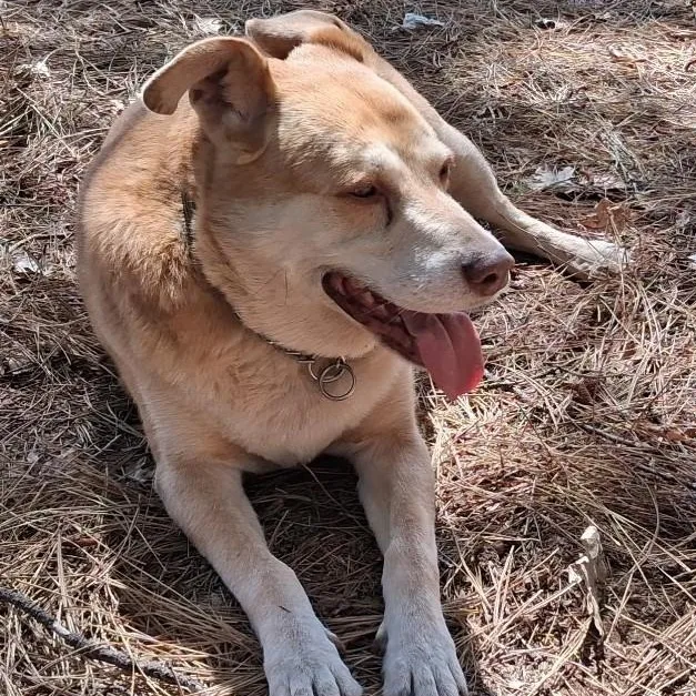 A senior large-sized male Cattle Dog dog named Cody for adoption in Shingletown, CA