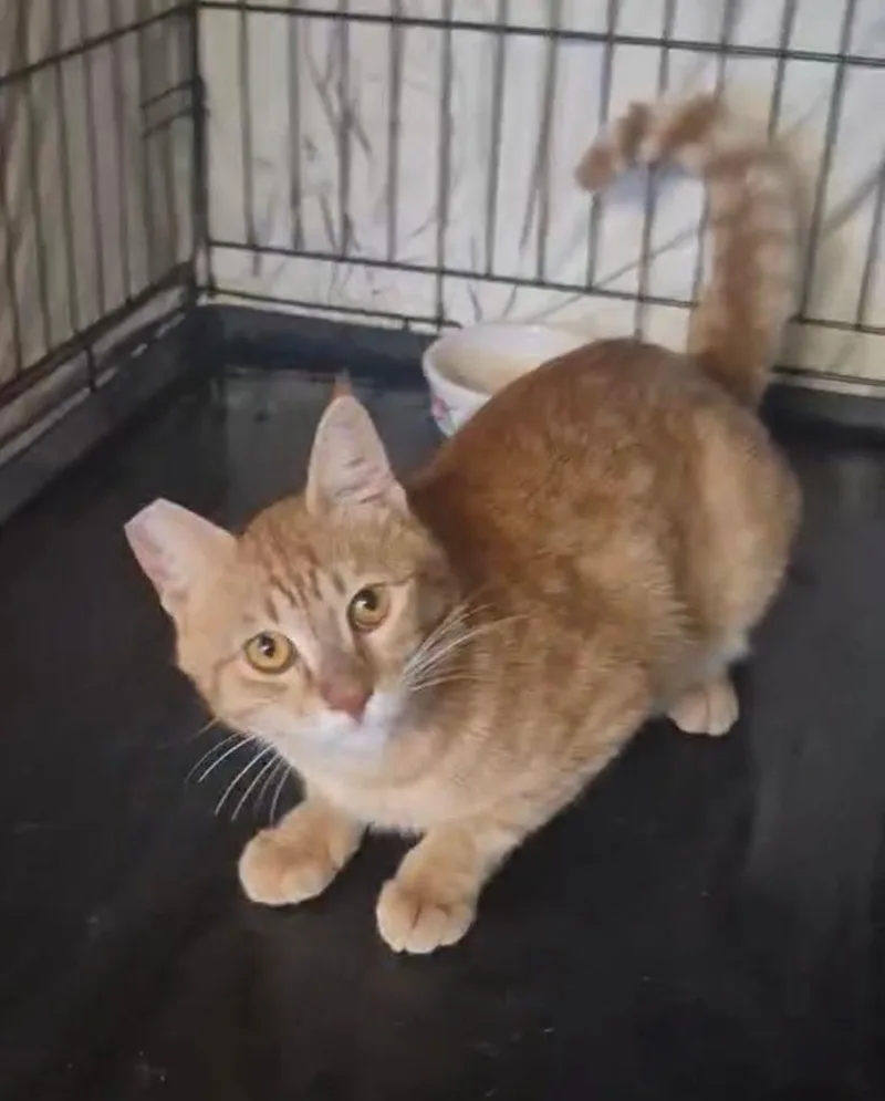 A young small-sized male Domestic Short Hair cat named Red for adoption in Thousand Oaks, CA