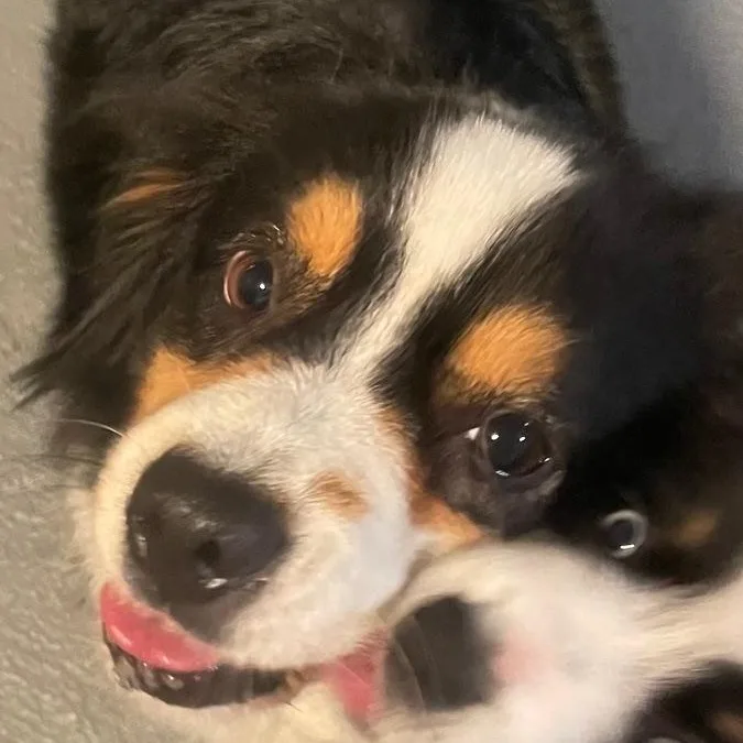 An adult medium-sized female Tricolor (Brown, Black, & White) Australian Shepherd dog named Radiant Remi for adoption in La Center, WA