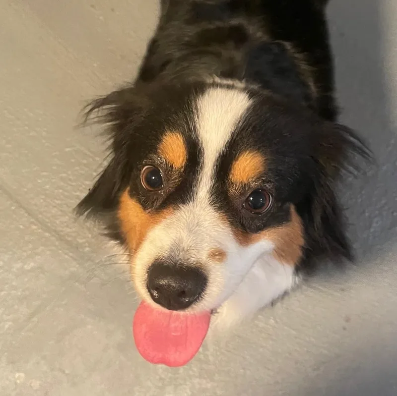 Radiant Remi thumbnail 2