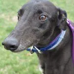 An adult medium-sized female Greyhound dog named Big Booty Betty for adoption in grandville, MI