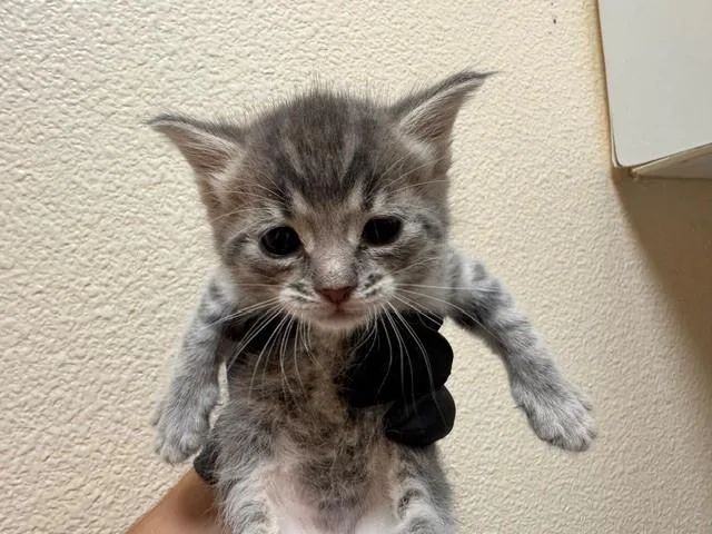A baby small-sized female Domestic Short Hair cat named Frankie for adoption in Fairfield, CA
