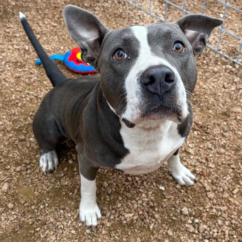 An adult medium-sized female American Staffordshire Terrier dog named Miss Piggy KCAC for adoption in Kerrville, TX