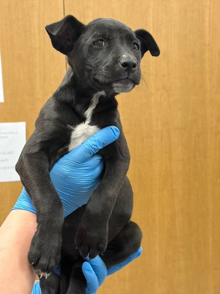 A baby small-sized female Labrador Retriever dog named Jacé for adoption in Hartsville, SC
