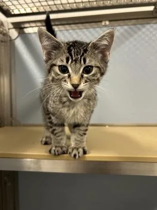 A baby medium-sized male Domestic Short Hair cat named Norman for adoption in West Chester, PA